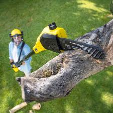 Trusted Kelso, WA Tree Services Experts