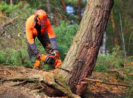 How Our Tree Care Process Works  in  Kelso, WA