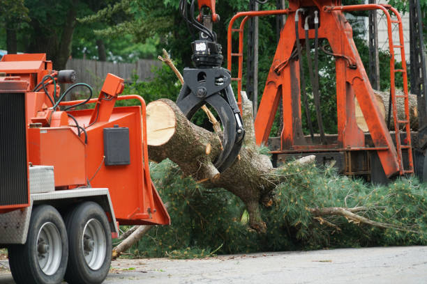 Best Pest Control for Lawns  in Kelso, WA