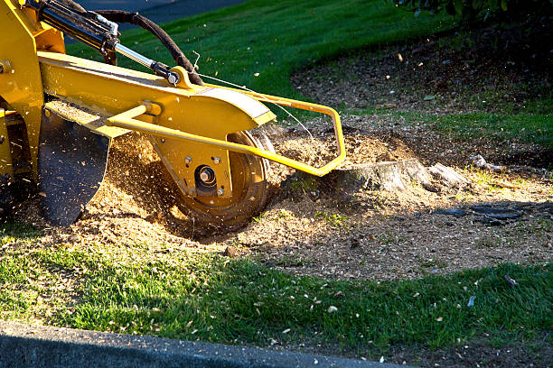 Best Seasonal Cleanup (Spring/Fall)  in Kelso, WA