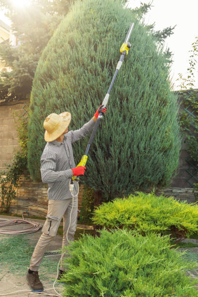Best Fruit Tree Pruning  in Kelso, WA